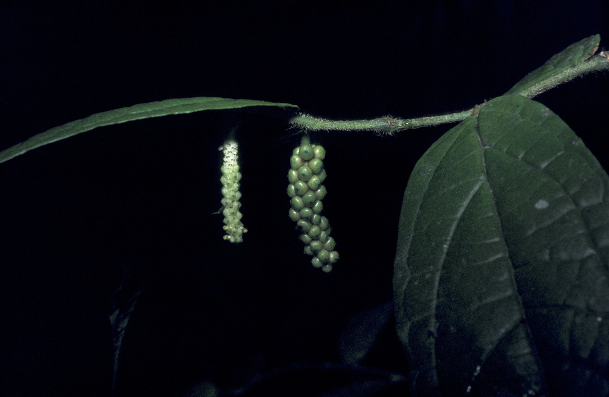 Piper cyrtopodum fruit