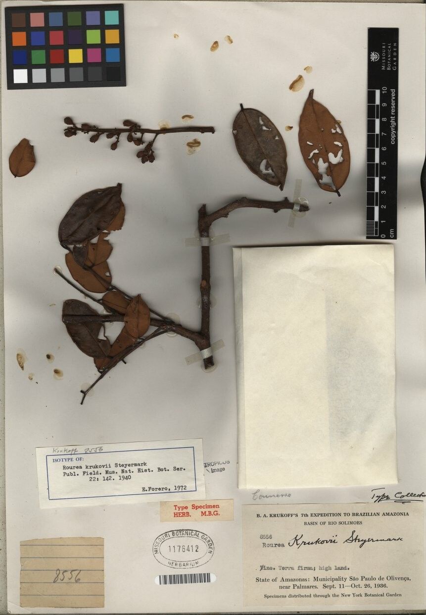 Rourea krukovii — houseplant care guide