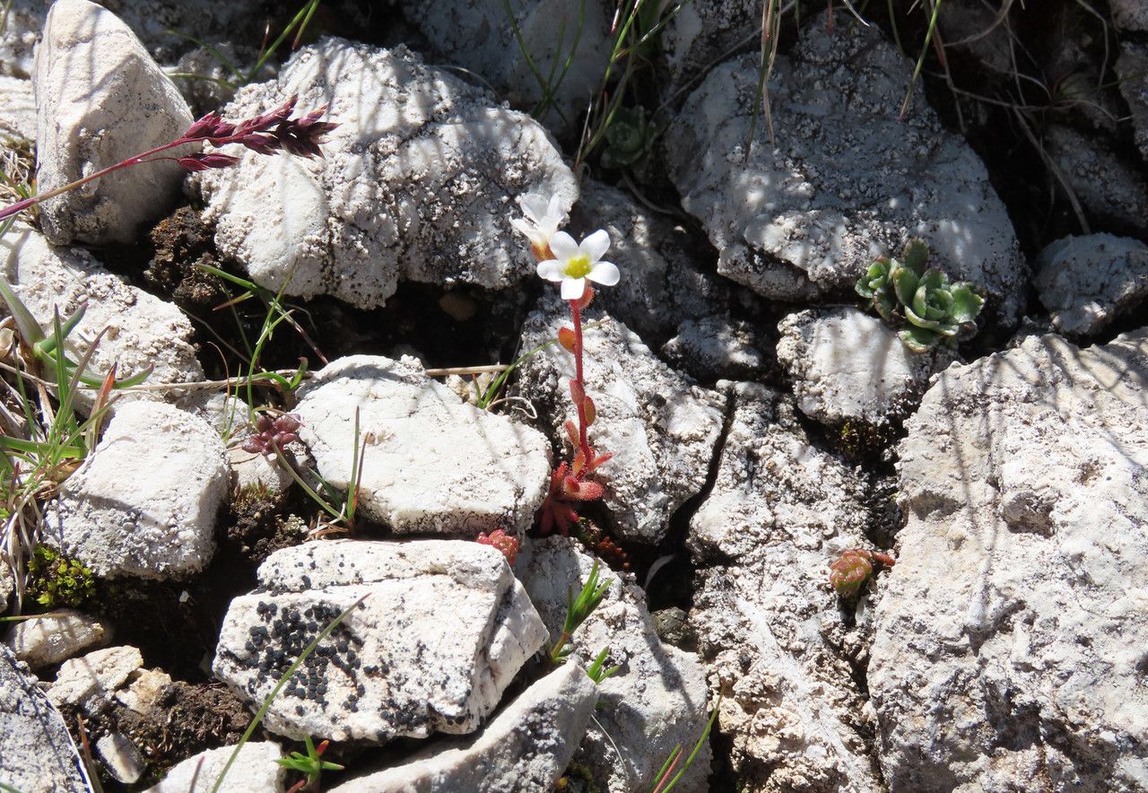 Saxifraga adscendens habit