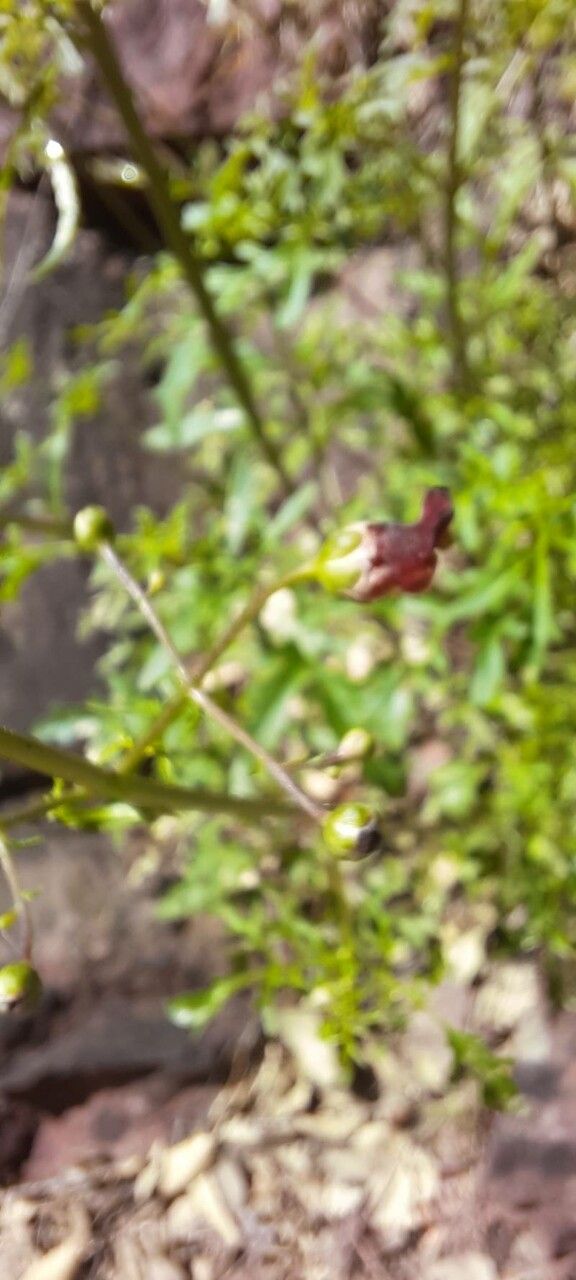 Scrophularia glabrata flower