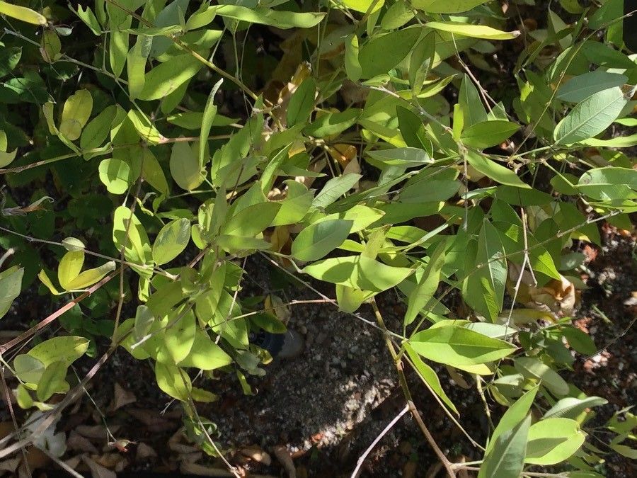 Lespedeza thunbergii leaf