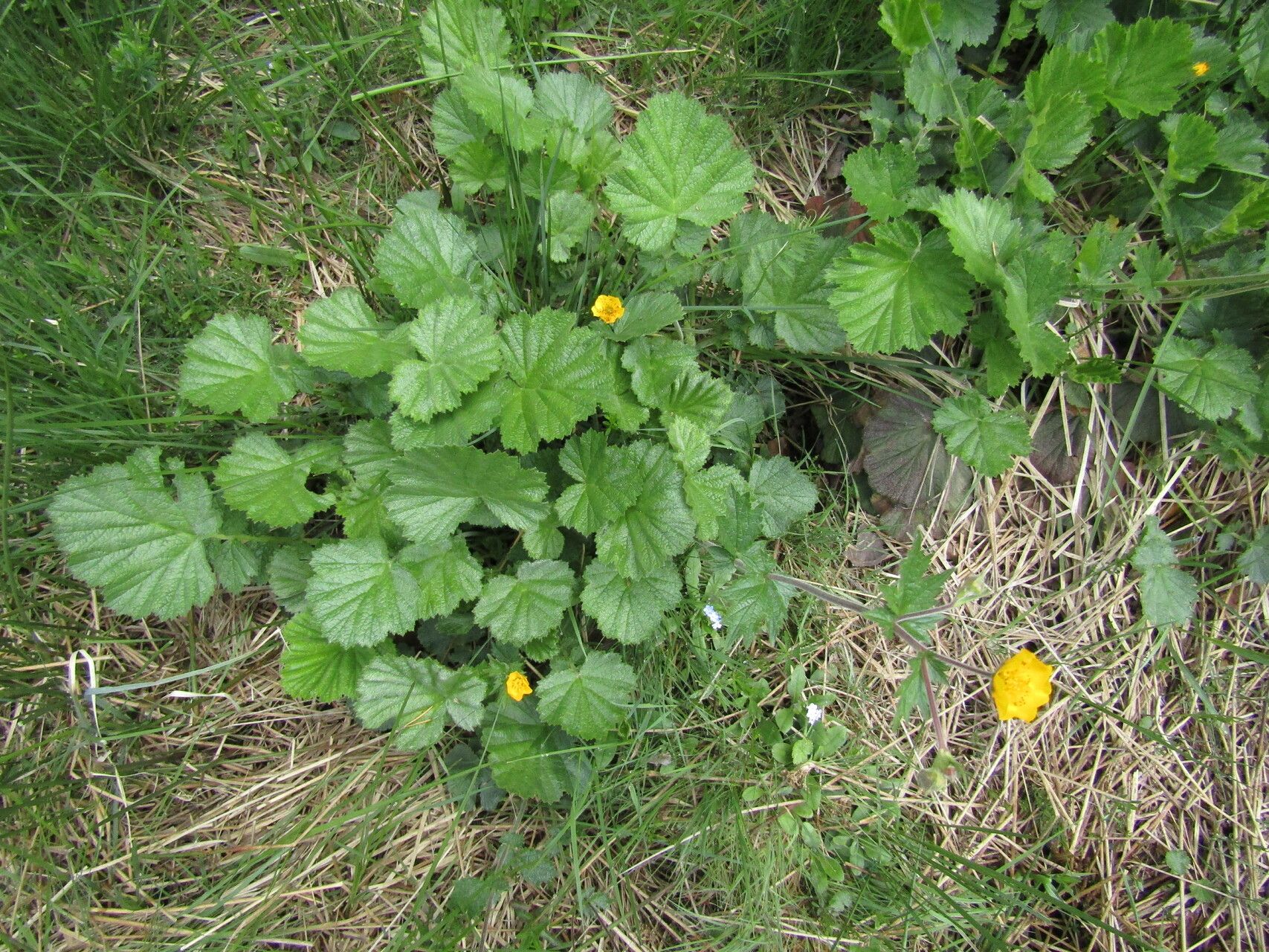 Geum rhodopeum — search result for 'Geum'