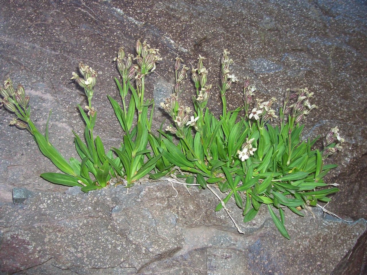 Silene andicola — houseplant care guide