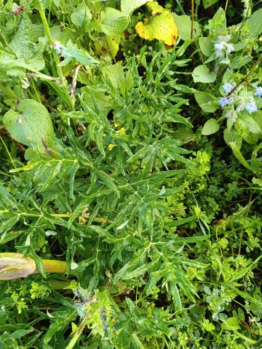 Thapsia transtagana — search result for 'Thapsia'