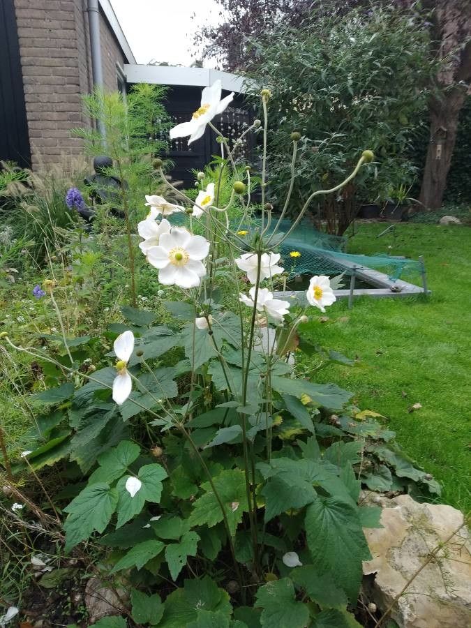Anemone scabiosa leaf