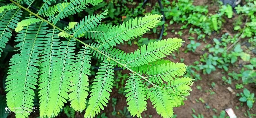 Phyllanthus emblica leaf