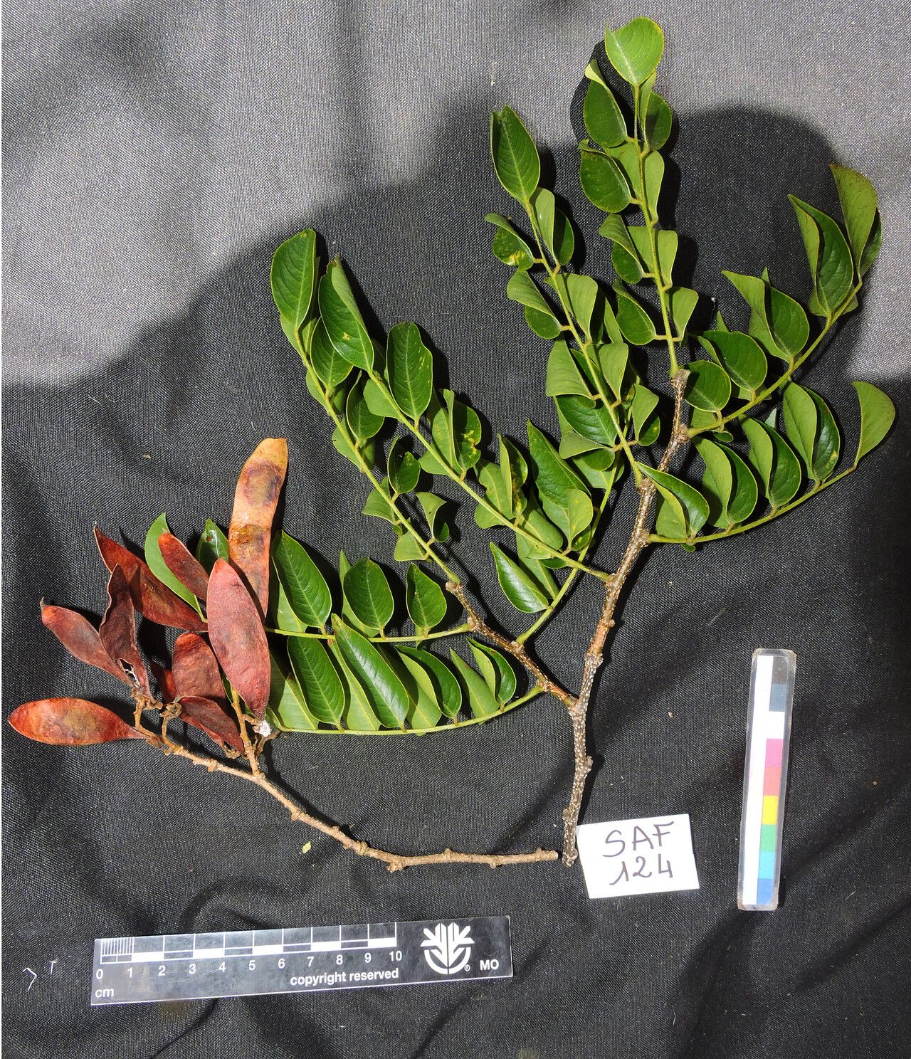 Dalbergia capuronii habit