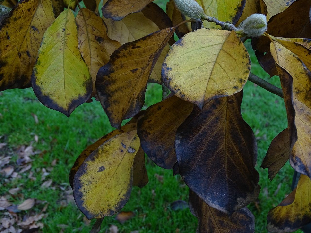 Magnolia sprengeri — search result for 'Magnolia'