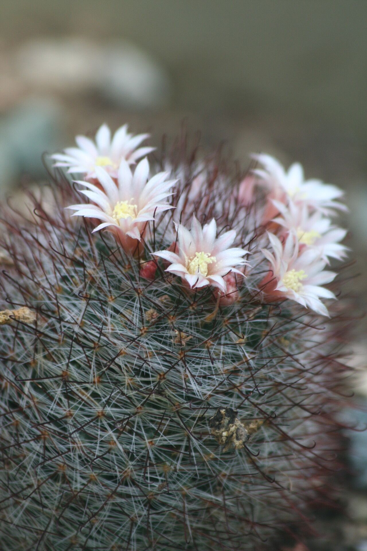 Mammillaria crinita flower