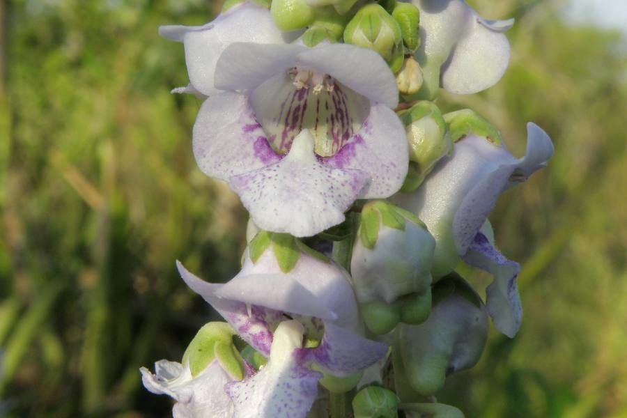 Angelonia integerrima