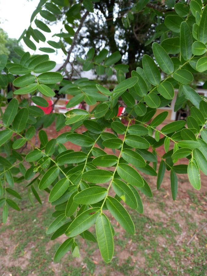 Cordyla africana — search result for 'Kenya'