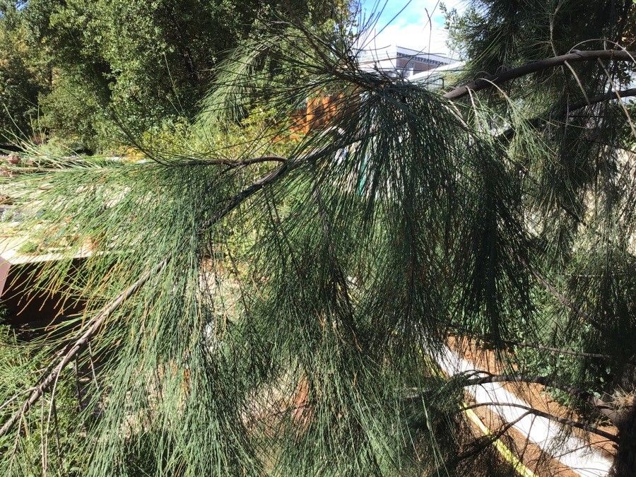 Casuarina equisetifolia