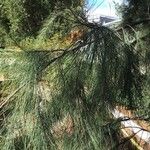 Casuarina equisetifolia