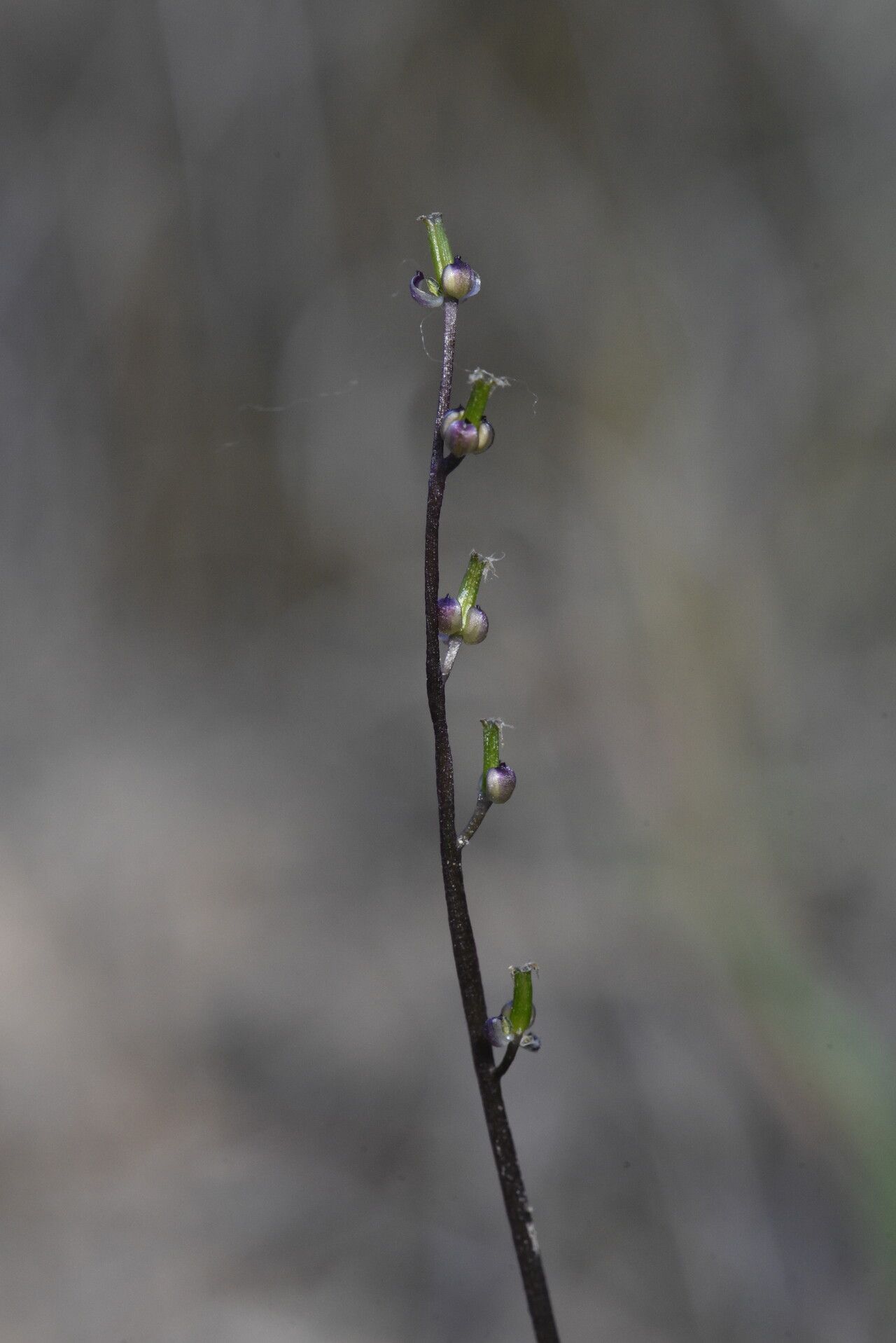 Triglochin laxiflora fruit