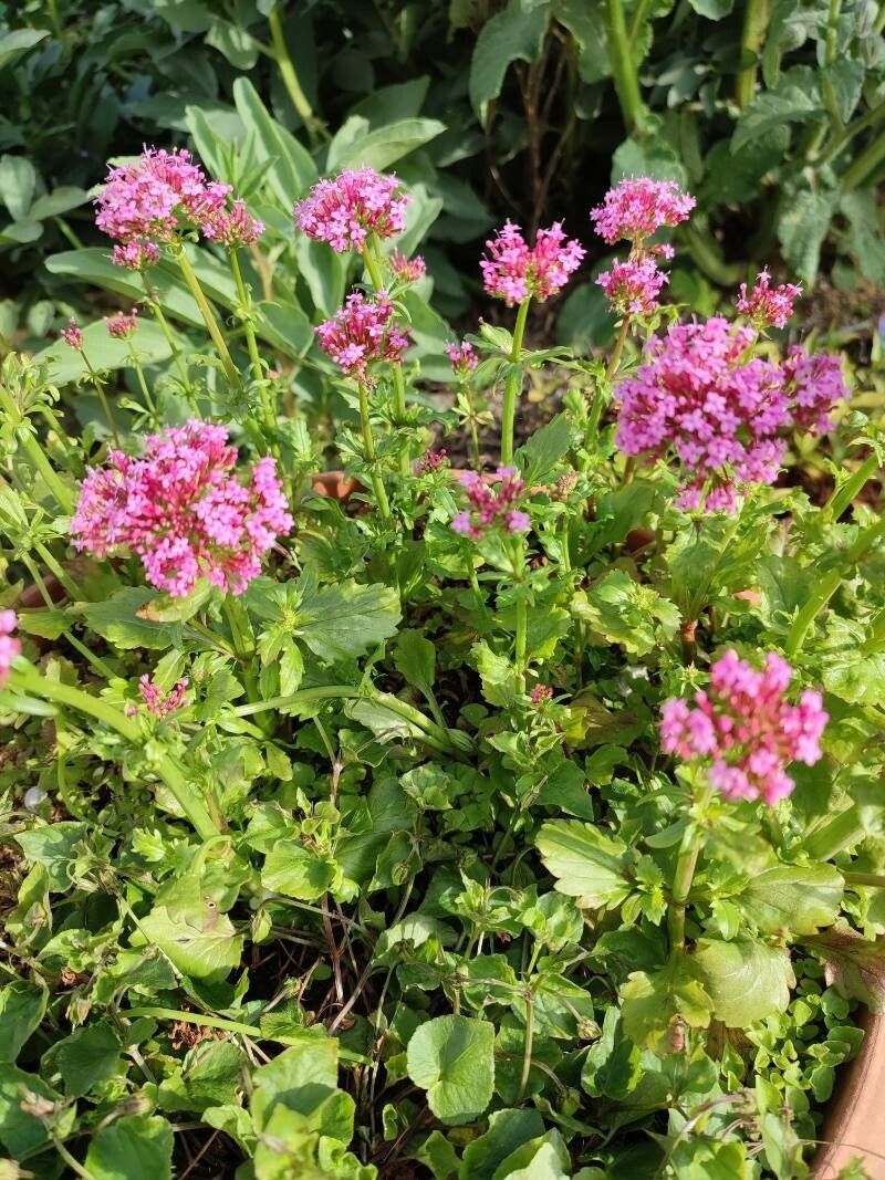 Centranthus macrosiphon habit