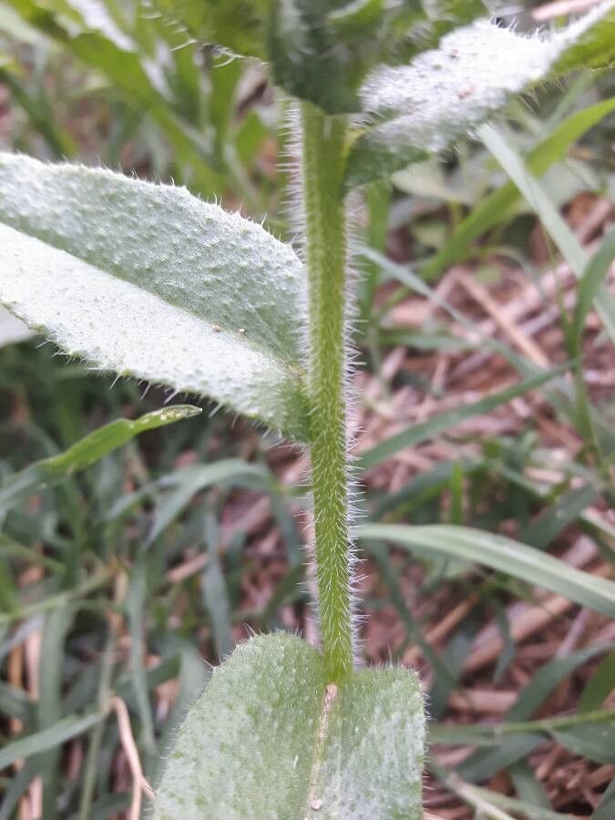 Anchusa crispa bark