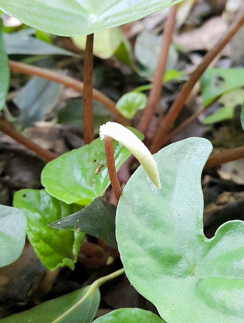 Peperomia arifolia flower