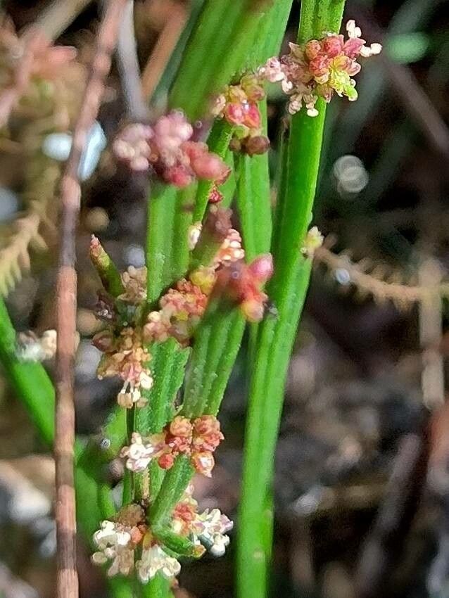 Amperea xiphoclada — houseplant care guide