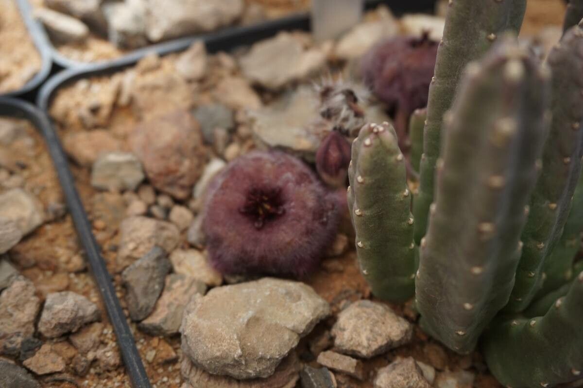 Caralluma europaea bark