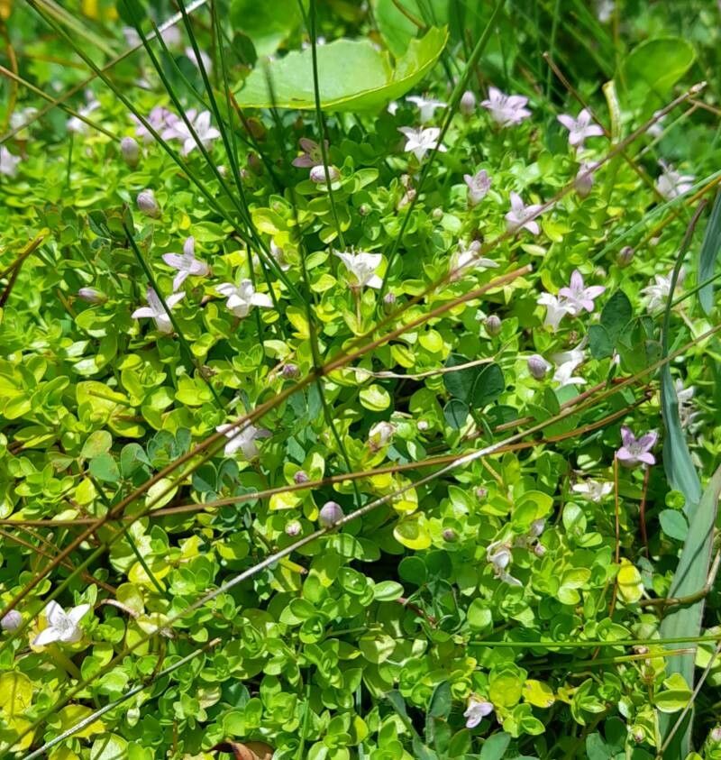 Oldenlandia salzmannii habit