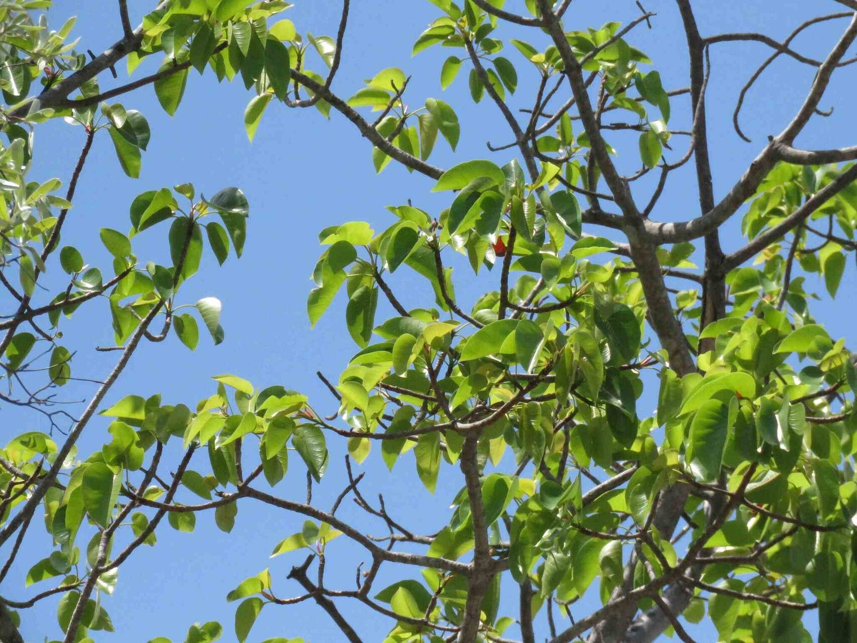 Ficus fischeri habit