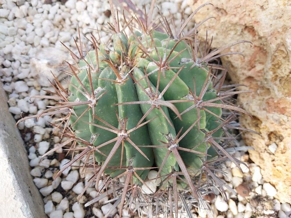 Ferocactus townsendianus leaf
