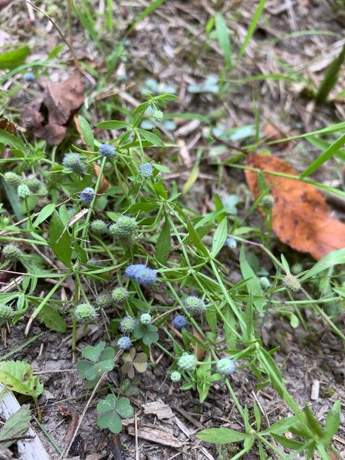 Eryngium prostratum flower