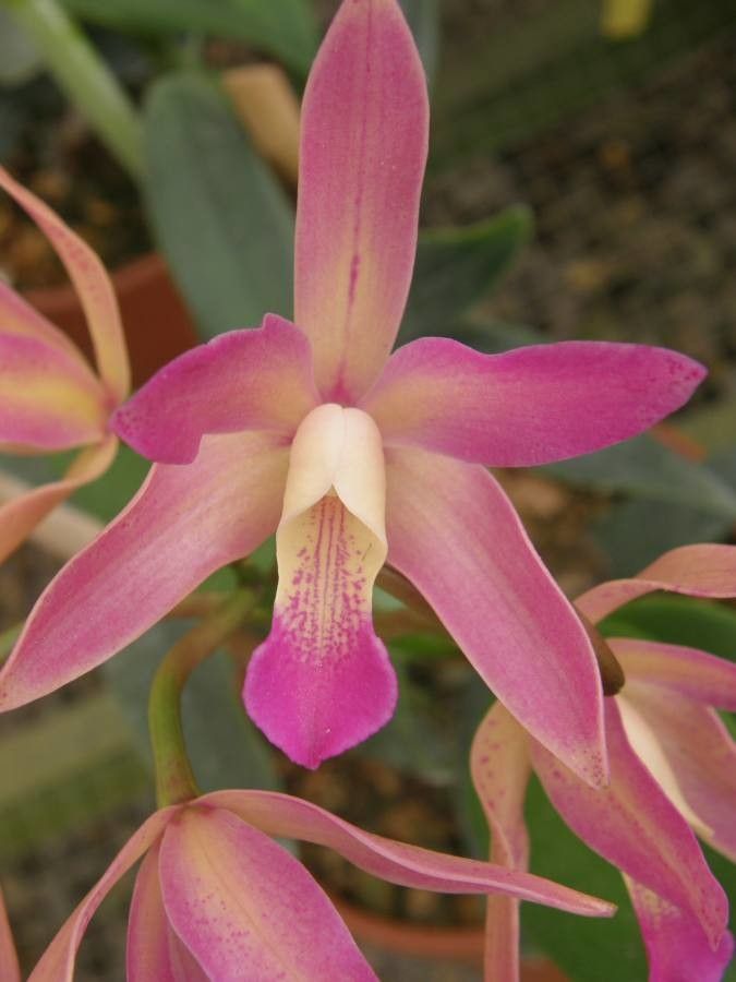 Phaius tankervilleae flower