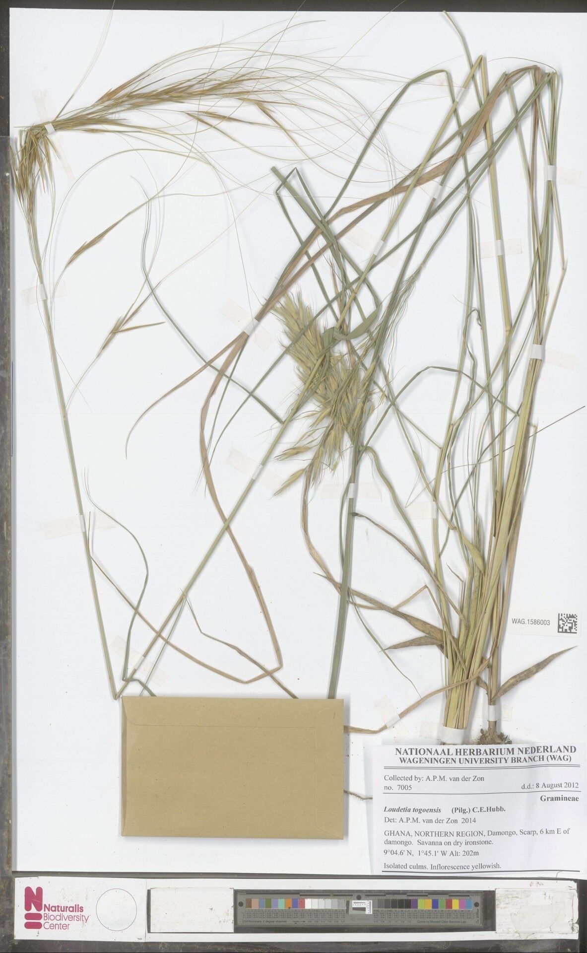 Loudetia togoensis — houseplant care guide