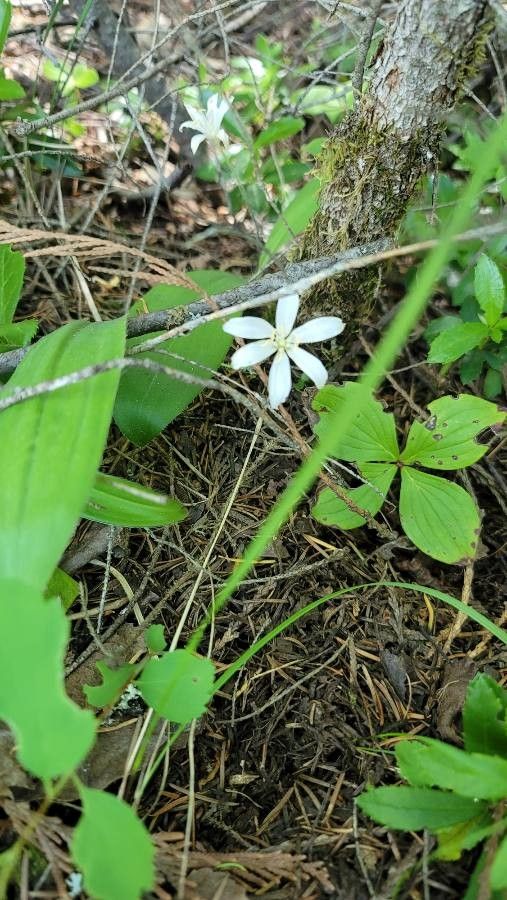 Coptis trifolia flower