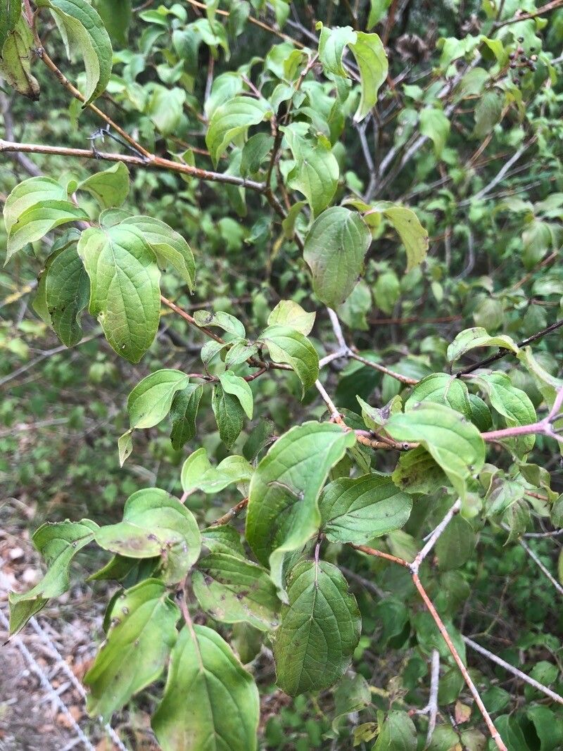 Cornus drummondii — search result for 'Cornus'