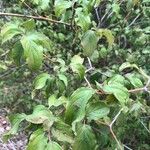 Cornus drummondii