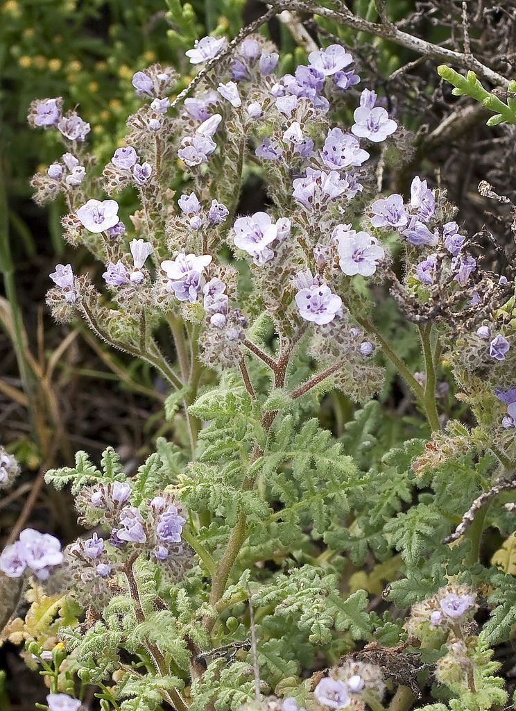 Phacelia floribunda habit