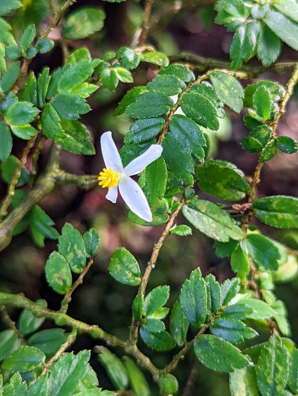 Begonia foliosa flower