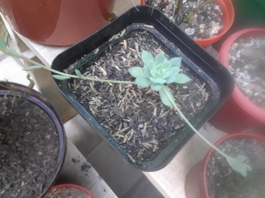 Graptopetalum macdougallii bark