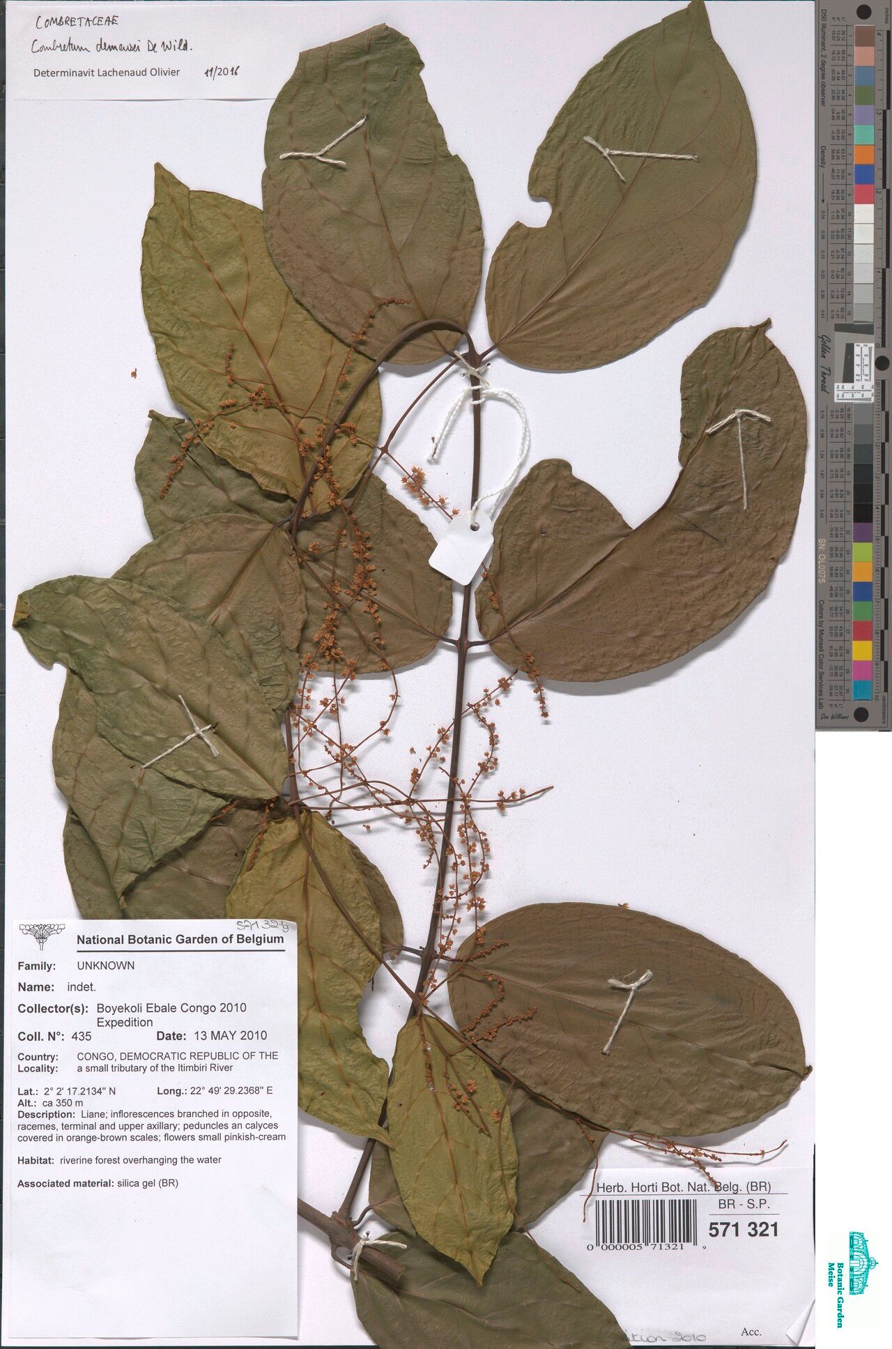 Combretum demeusei — houseplant care guide