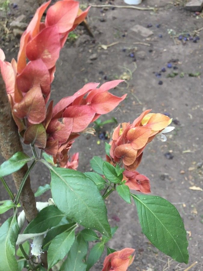 Justicia brandegeeana