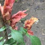 Justicia brandegeeana