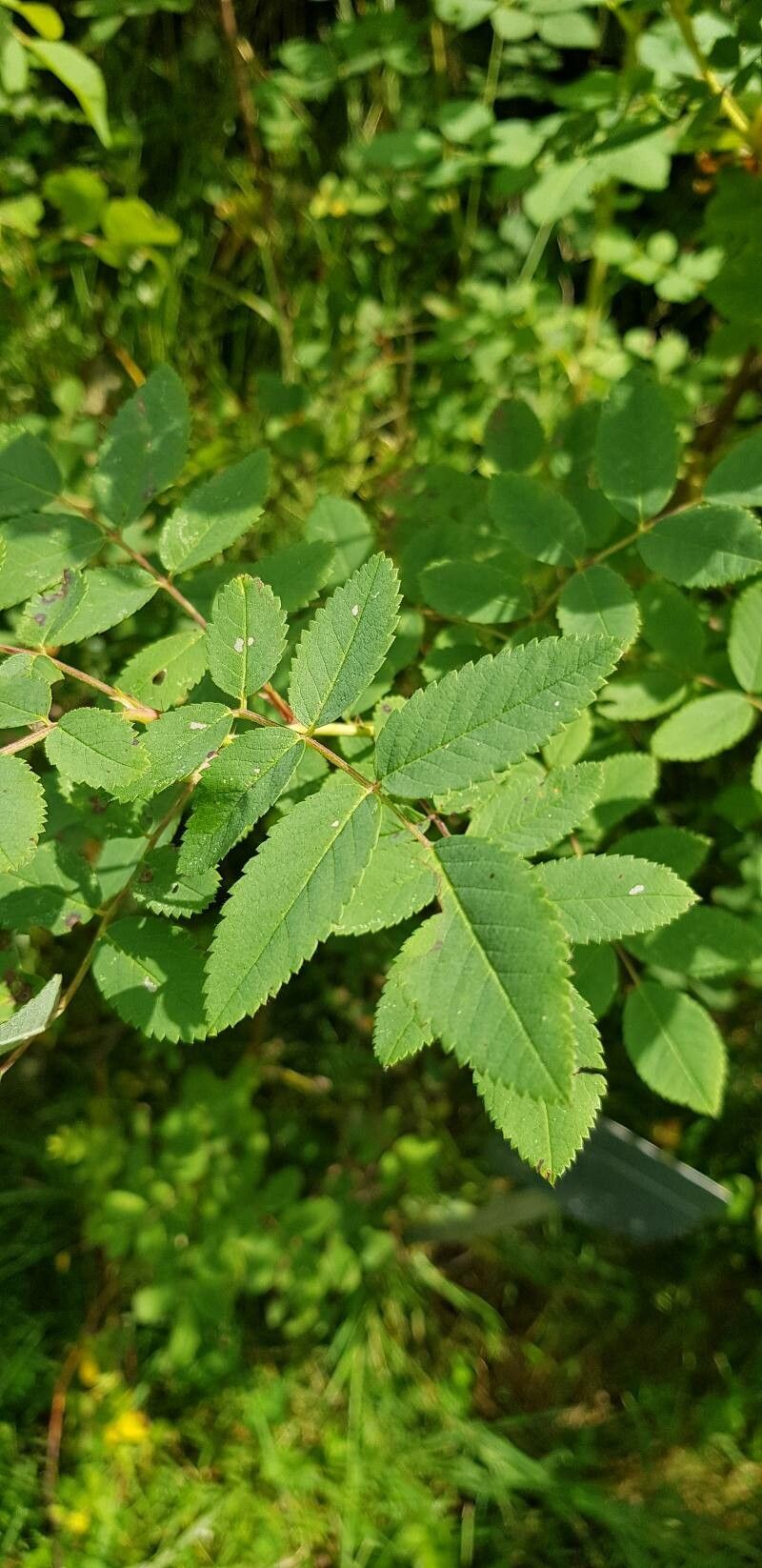 Rosa farreri — houseplant care guide