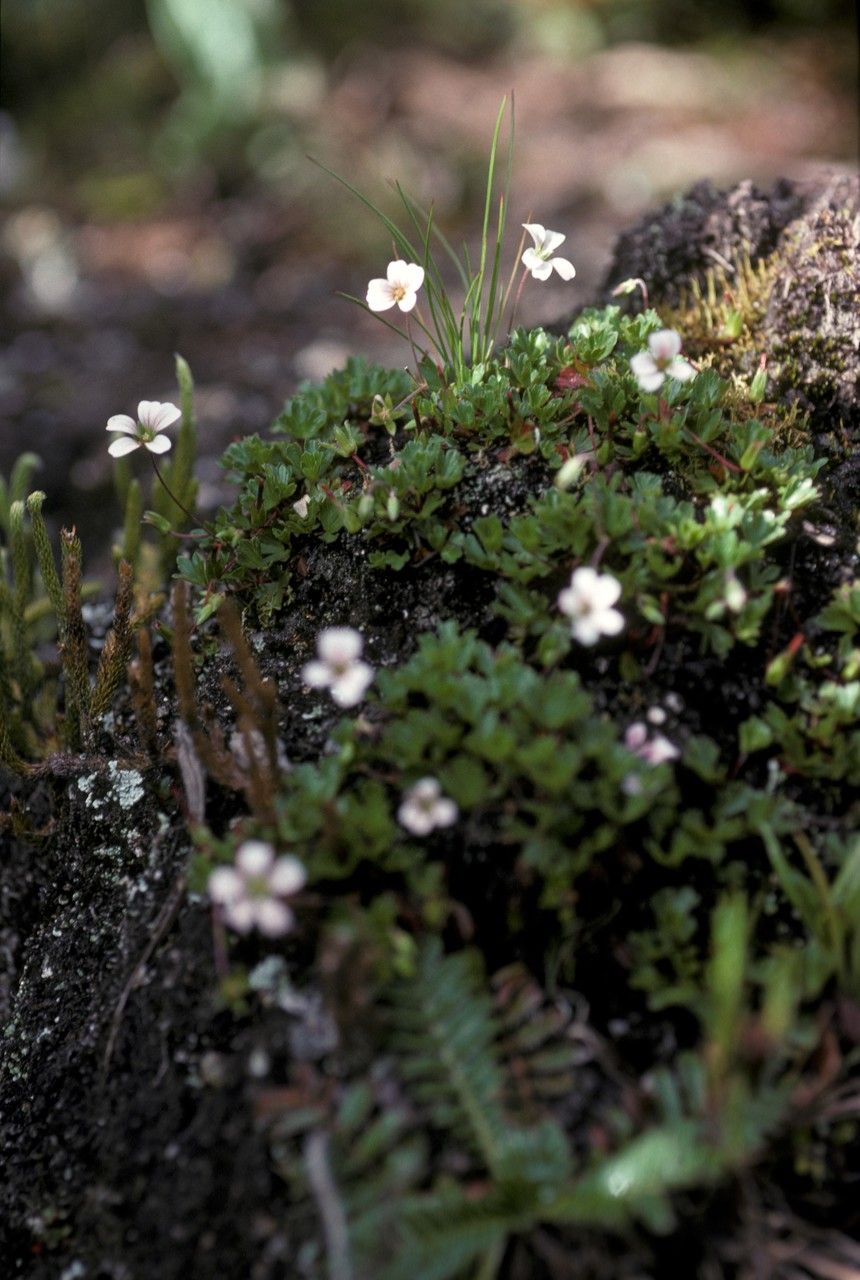 Geranium meridense habit