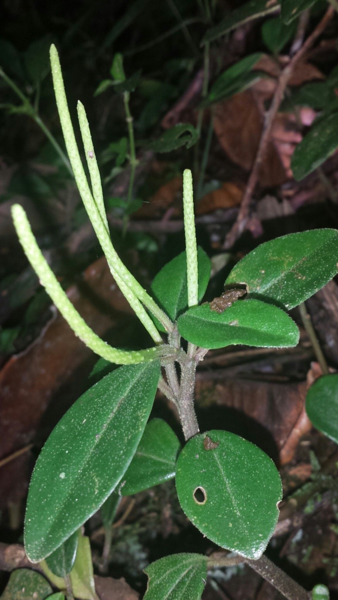 Peperomia mocquerysii — houseplant care guide