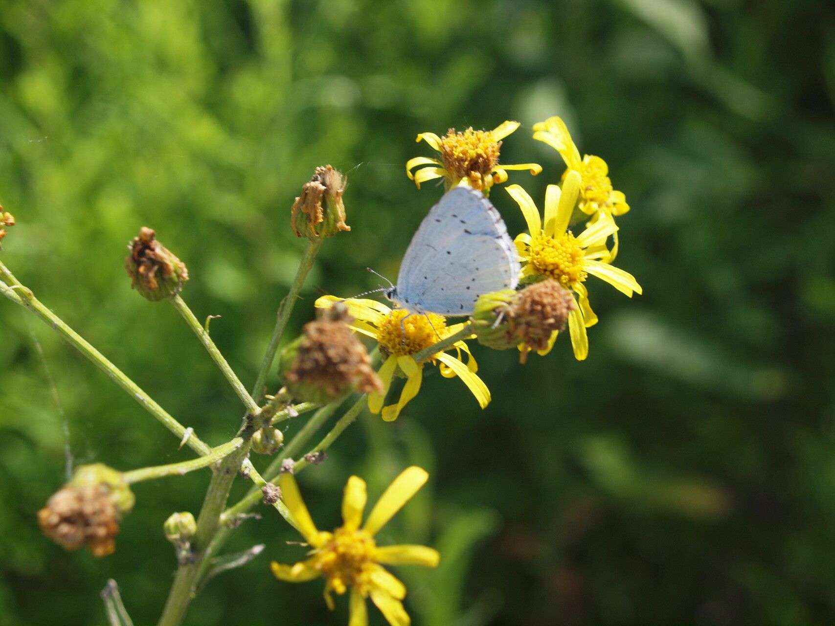 Jacobaea paludosa fruit