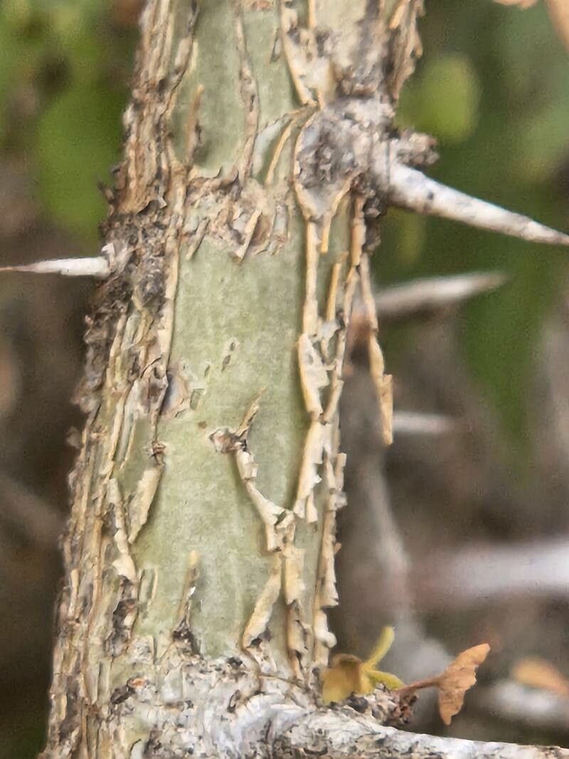 Commiphora kataf bark