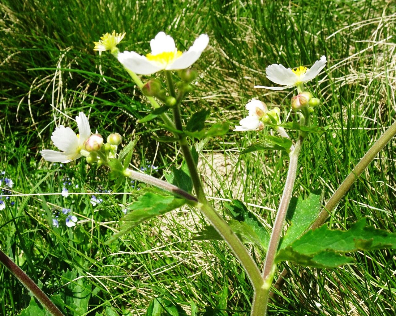 Ranunculus aconitifolius flower