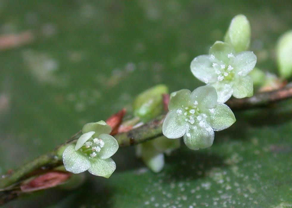 Polygonum hydropiperoides flower