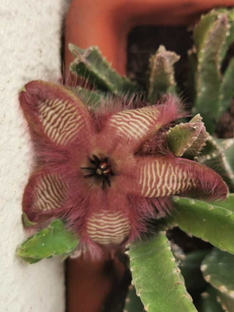Stapelia hirsuta bark