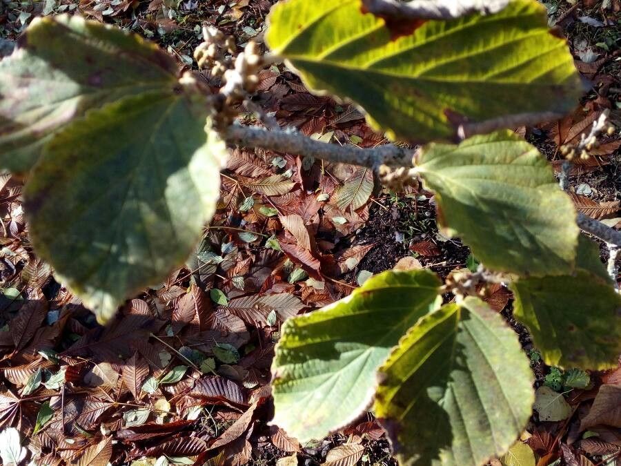 Hamamelis mollis