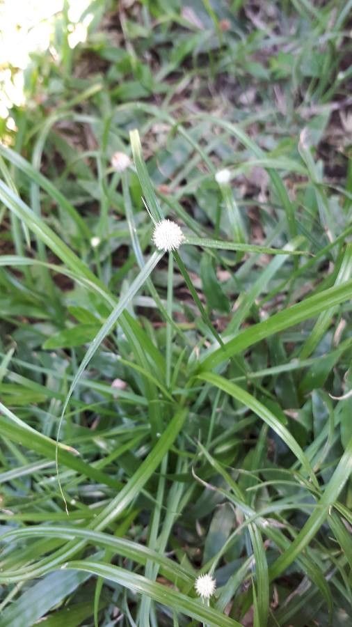 Kyllinga brevifolia leaf