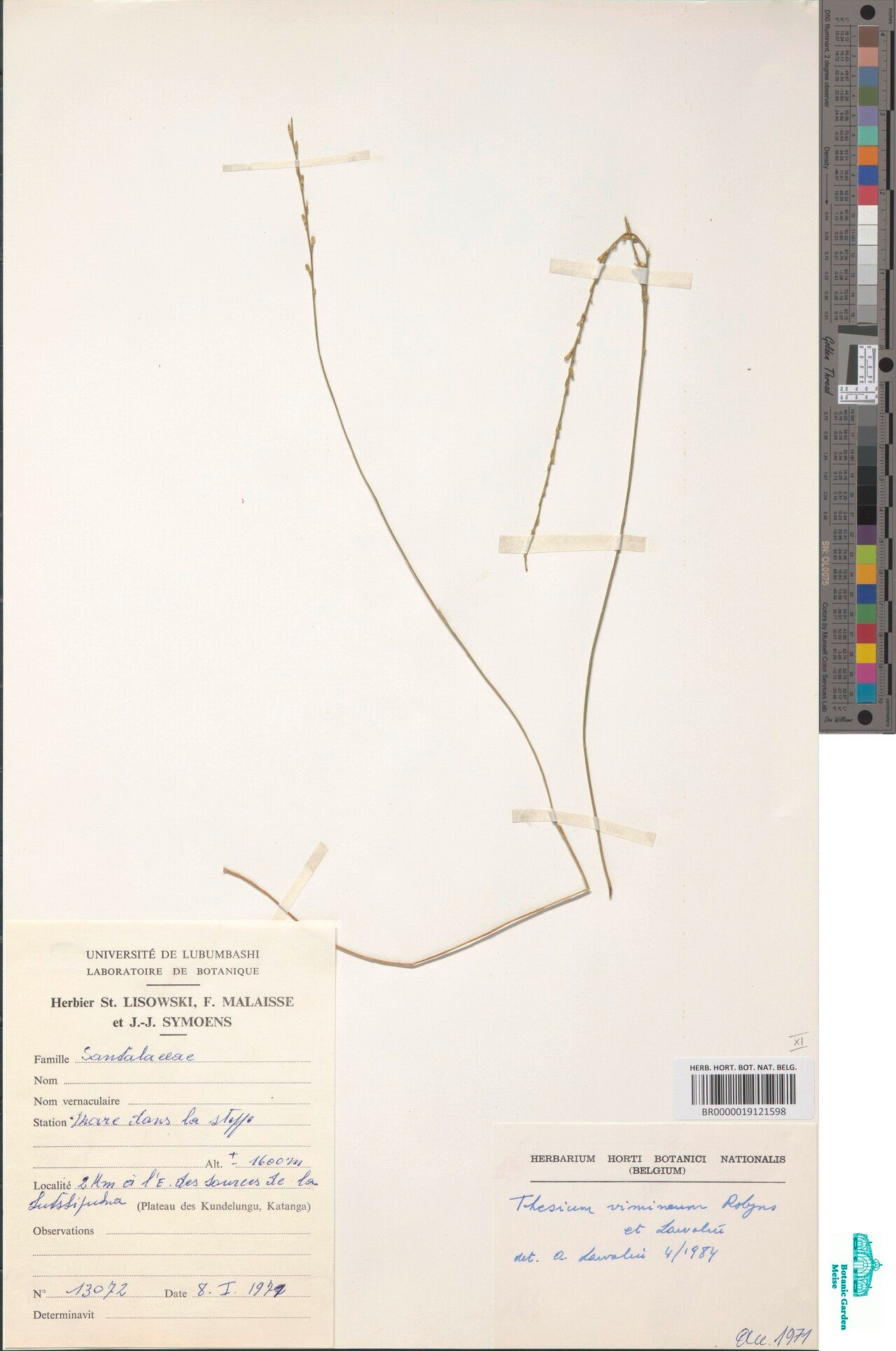 Thesium vimineum — houseplant care guide