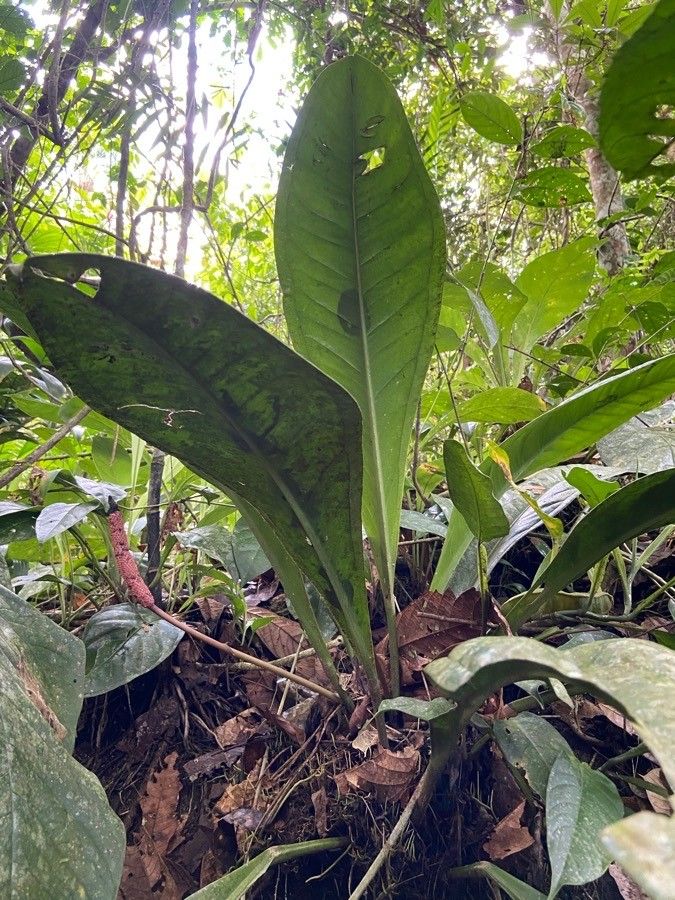 Anthurium hacumense — search result for 'Anthurium'